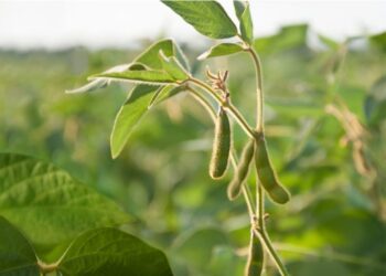 محصول فول الصويا في الأرجنتين يظهر انتعاشا بعد فترة طويلة من الجفاف