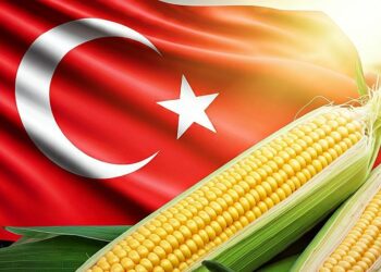 تركيا تفرض حصة جديدة لاستيراد الذرة برسوم مخفضة بنسبة 5%