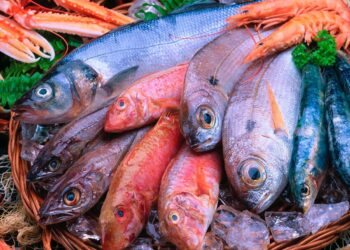 استقرار أسعار السمك في سوق الجملة بالعبور اليوم السبت 12-4-2025