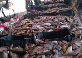 "تنمية البحيرات" يواصل أعمال الصيد في مزرعة برسيق السمكية