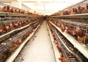 وزير الزراعة يبحث سبل الارتقاء بالقطاع الزراعي وخدمات المزارعين بمحافظة الشرقية