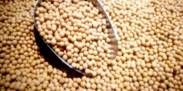 فول الصويا