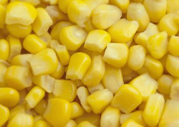 العقود الآجلة للذرة تغلق مرتفعة بنهاية جلسة الأربعاء