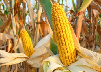 ارتفاع عقود الذرة عند إغلاق جلسة الأربعاء بعد تخفيف التعريفات الجمركية