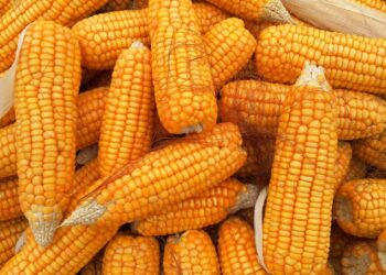 الذرة تتمسك بالخسائر حتى إغلاق يوم الإثنين