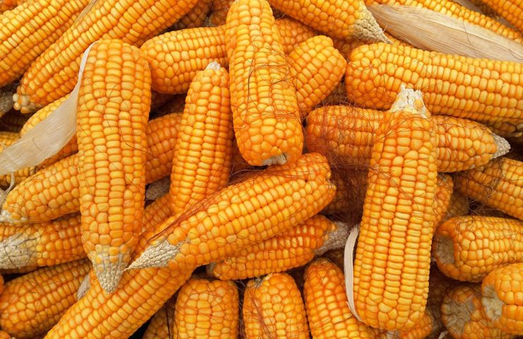 كوريا الجنوبية تتعاقد على 65 ألف طن من الذرة الأمريكية في صفقة خاصة