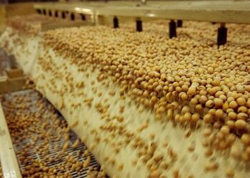 فول الصويا يتراجع بعد وصوله إلى أعلى مستوياته في 7 أسابيع