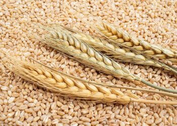 تباين العقود الآجلة للقمح بالأسواق العالمية في آخر جلسات الأسبوع 17-4-2025