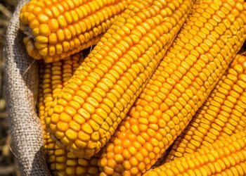 توقعات بارتفاع إنتاج الذرة في ميانمار إلى 2.95 مليون طن في موسم 2025-2026