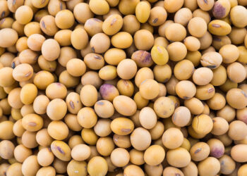 فول الصويا السلعة الأكثر تضرراً بين الحبوب الأمريكية من التعريفات الجمركية الأخيرة التي فرضها ترامب