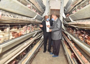 شركة أسيوط للكتاكيت