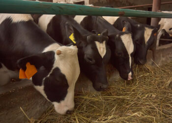 محمد بكرينفي وجود ركود بمصانع الأعلاف والسوق نشط جدًا بعمليات البيع حتي عيد الأضحي المبارك