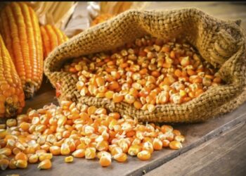 عقود الذرة الآجلة