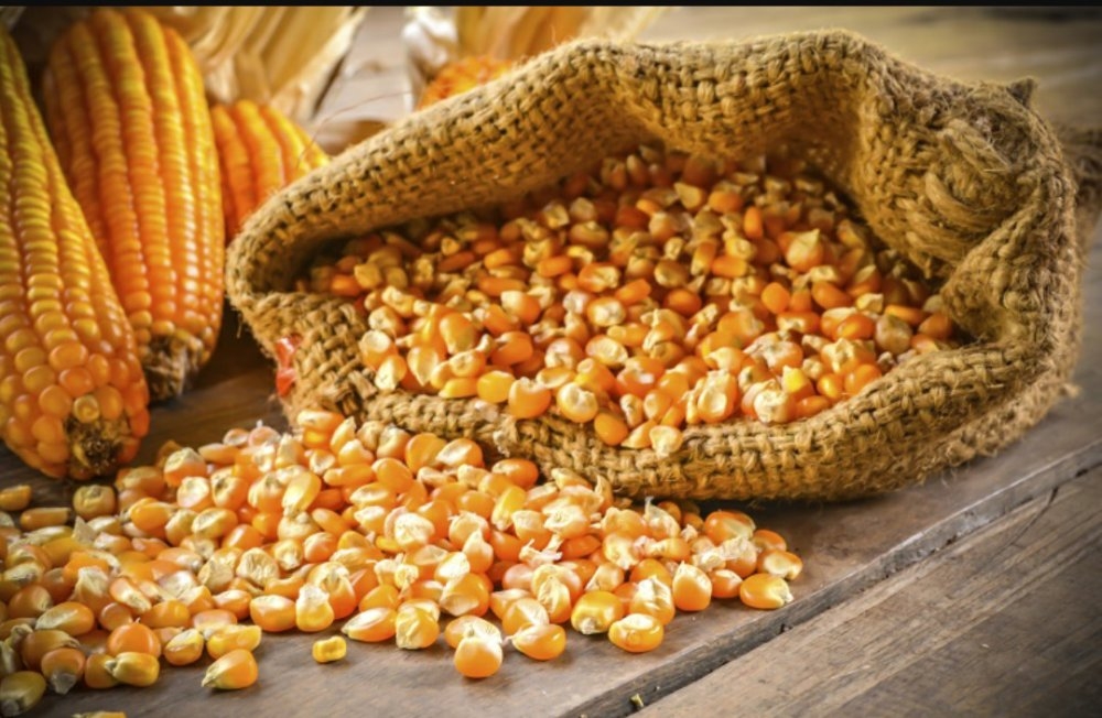 عقود الذرة الآجلة
