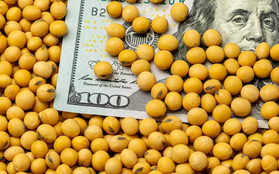 ارتفاع العقود الآجلة لفول الصويا في شيكاغو بشكل طفيف يوم الاثنين وسط الفيضانات في الأرجنتين