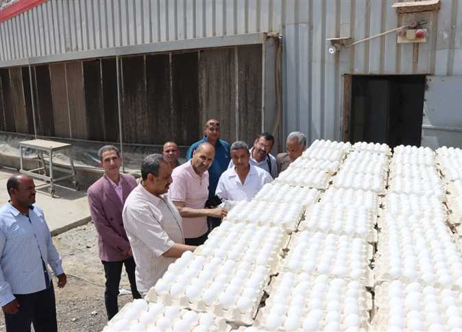 طرح أول دفعة من «رومي الأمهات» بمحطة الدواجن شرق النيل ببني سويف