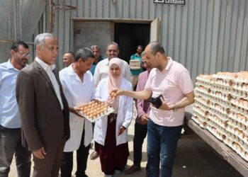 طرح أول دفعة من «رومي الأمهات» بمحطة الدواجن شرق النيل ببني سويف