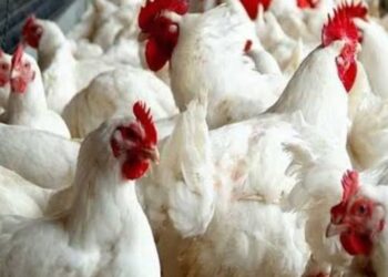 أسعار الدواجن والبيض والكتاكيت اليوم الإثنين في المزارع