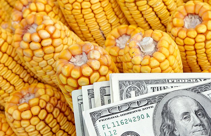 انخفاض العقود الآجلة للذرة بنسبة 3.3% وسط انخفاض أسعار النفط والطقس الجيد