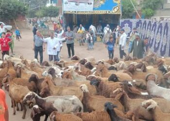 "الخدمات البيطرية" تستعرض جهودها لدعم صحة الحيوان والتوعية المجتمعية في جميع المحافظات