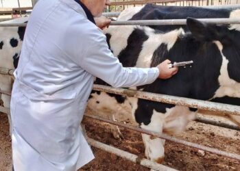 "الزراعة" ترصد الأمراض الوبائية الحيوانية والتغطية لتحصينات البروسيلا والسل خلال إبريل