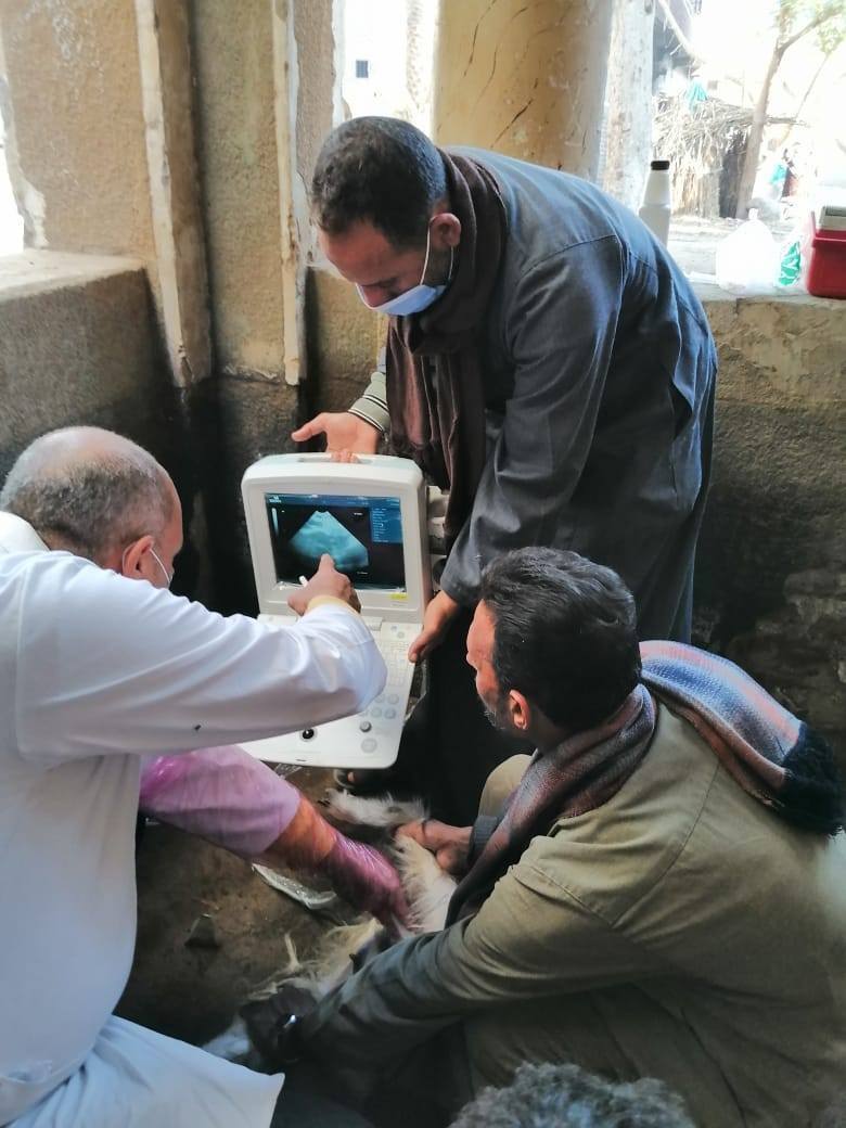 الزراعة: فحص أكثر من 13 ألف رأس ماشية ضمن جهود الرعاية التناسلية وتحسين السلالات