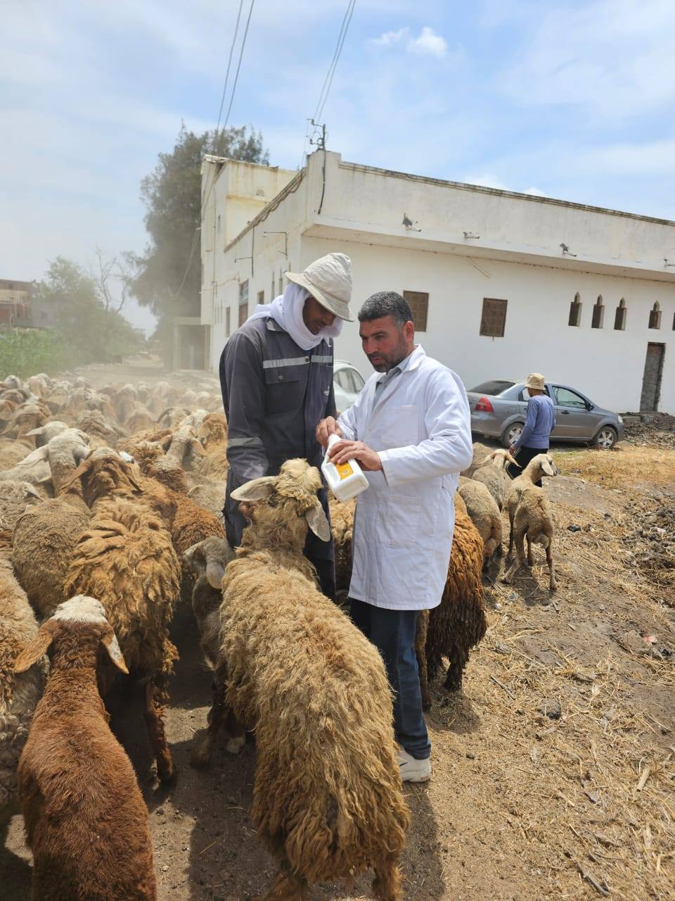 "الزراعة" تطلق 9 قوافل بيطرية والفحص والعلاج المجاني لأكثر من 19 ألف رأس ماشية و 3000 طائر 