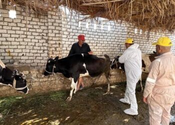 الزراعة: فحص أكثر من 13 ألف رأس ماشية ضمن جهود الرعاية التناسلية وتحسين السلالات
