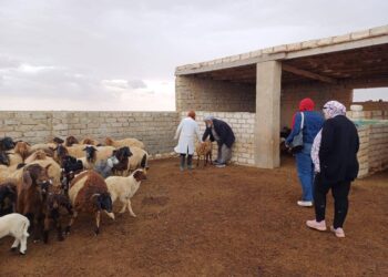 "بحوث الصحراء" يواصل دعم مزارعي ومربي مطروح بقوافل بيطرية مجانية