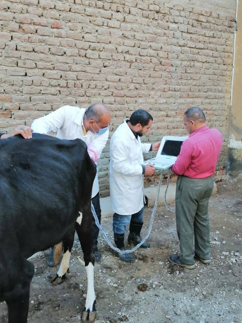الزراعة: فحص أكثر من 13 ألف رأس ماشية ضمن جهود الرعاية التناسلية وتحسين السلالات
