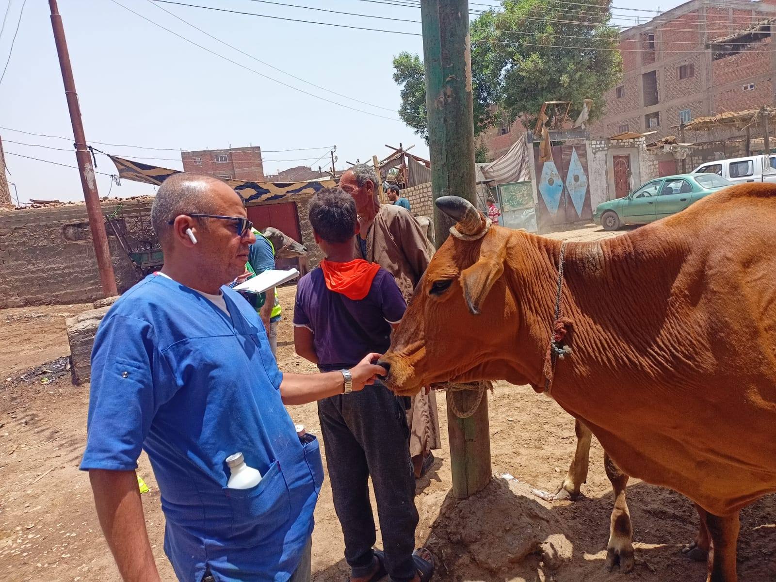 علاج وفحص 1200 رأس ماشية ضمن أعمال قافلة بيطرية بقرى "قنا"