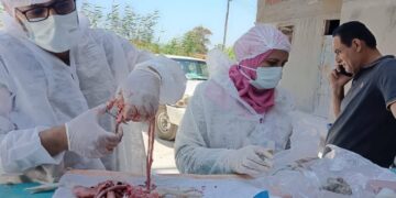 الطب البيطري