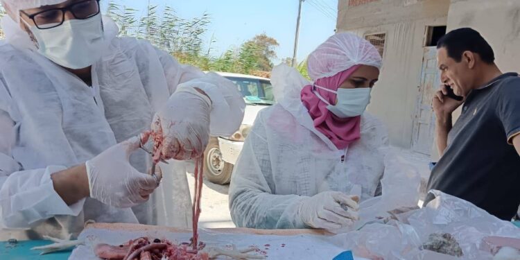 الطب البيطري