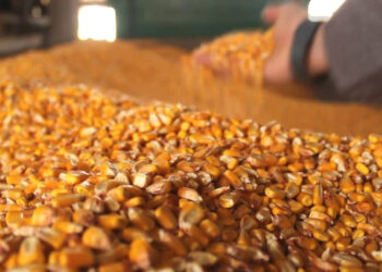 "الزراعة الأمريكية" تتوقع ارتفاع إنتاج الذرة العالمي في موسم 2025-2026 إلى مستوى قياسي