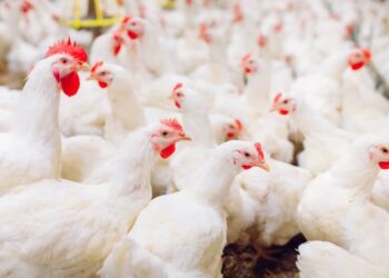 شعبة الدواجن تستنكر تصريحات الزيني وتؤكد بأنها ليست جهة للحديث عن الأرقام