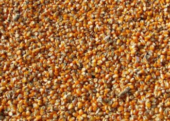 العقود الآجلة للذرة تُنهي تعاملات الإثنين 5 مايو في المنطقة الحمراء