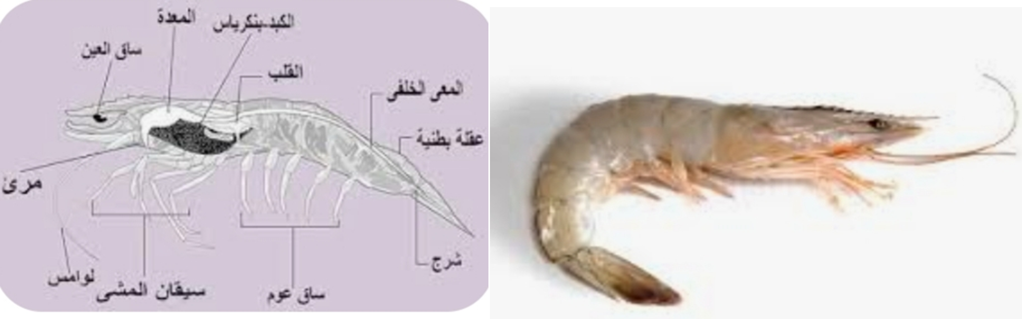  الجمبري الفانامي