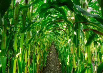 عقود الذرة تحقق مكاسب في آخر جلسات الأسبوع