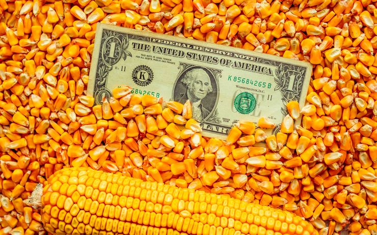 أسعار الذرة الأوكرانية تنخفض 15 دولاراً بالطن مع تعثر الطلب التركي
