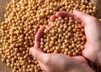 خبراء: إنتاج فول الصويا العالمي في موسم 2024-2025 سيتجاوز التوقعات