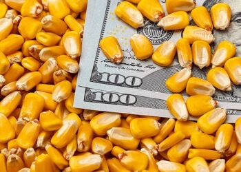 تباين أداء العقود الآجلة للذرة ببداية التداولات الأسبوعية