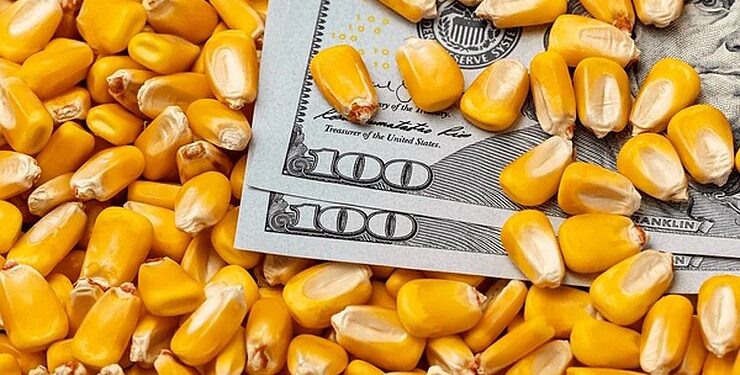 تباين أداء العقود الآجلة للذرة ببداية التداولات الأسبوعية