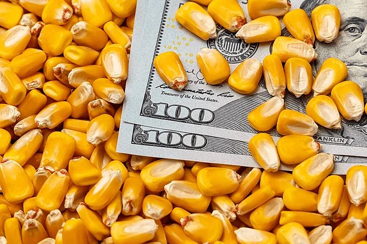 تباين أداء العقود الآجلة للذرة ببداية التداولات الأسبوعية