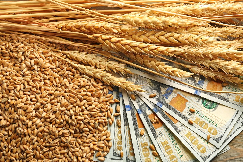 انخفاض أسعار القمح الأوروبي إلى أدنى مستوياتها السنوية
