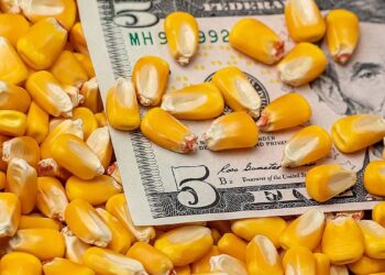 العقود الآجلة للذرة تحقق مكاسب وتغلق في المنطقة الخضراء بختام تعاملات الإثنين