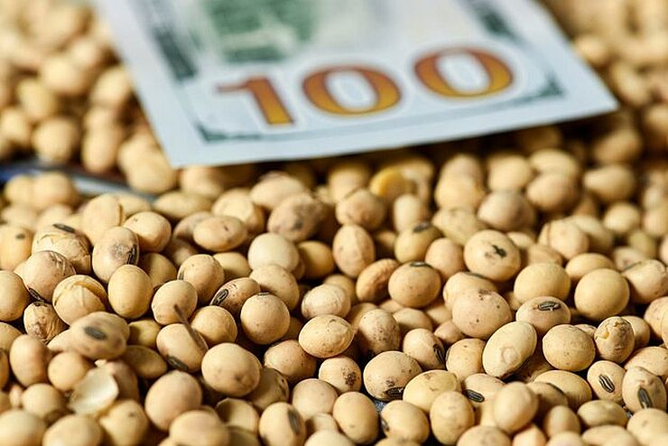ارتفاع العقود الآجلة لفول الصويا في شيكاغو يوم الثلاثاء بعد تقرير وزارة الزراعة الأمريكية المتفائل