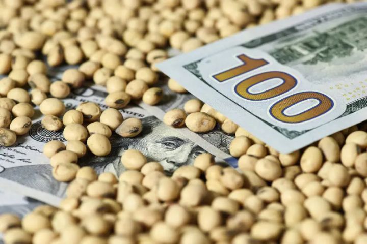 فول الصويا يرتفع لخمس جلسات متتالية مدعومًا بتوقف التعريفات الجمركية لمدة 90 يومًا