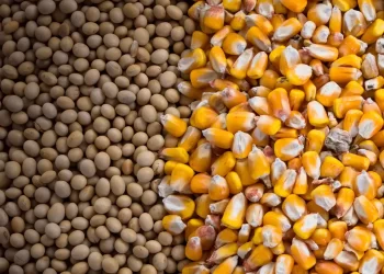 ستونكس ترفع توقعاتها لمحاصيل فول الصويا والذرة في البرازيل لعام 2024-2025