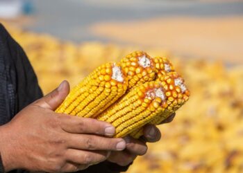 تراجع عمليات التفتيش على الذرة في الولايات المتحدة