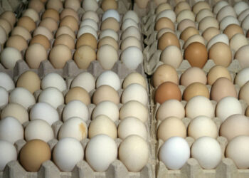 الزراعة تطرح كرتونة البيض بـ 115 جنيهًا لأبيض و120 للأحمر في منافذها